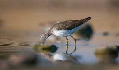 Green Sandpiper  (Tringa ochropus) is usually found near freshwater in the Winter, living in...