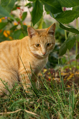 Naklejka na ściany i meble Cat in the Green Grass in Summer. Beautiful red cat with yellow eyes among the green grass.