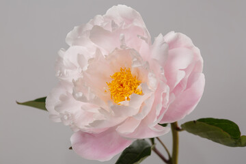 Fototapeta na wymiar Light pink peony flower with yellow center isolated on gray background.