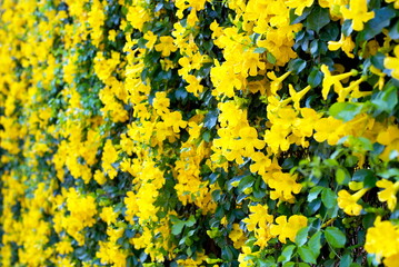 yellow flowers with green leaves background, cat's claw, catclaw vine, cat's claw creeper plants