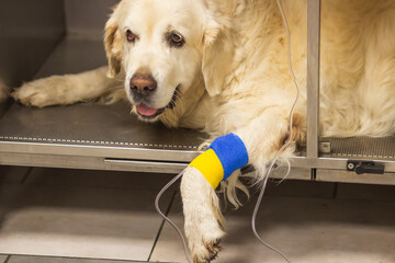 Adult Golden Retriever dog patient in the veterinary clinic. Dog's paw with catheter for a dropper...