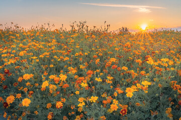 Fototapeta Pole Tagetes podczas wschodu słońca. Piękne pomarańczowe kwiaty obficie kwitnące, oświetlone wschodzącym słońcem. obraz