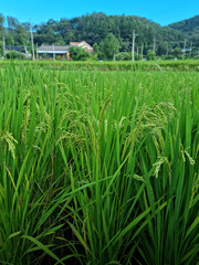 Fototapeta premium Close up to korea rice seeds in ear of paddy