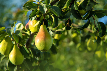Pears grow on a tree in the garden. Selective focus.
