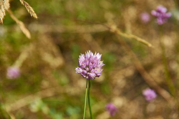 Chives