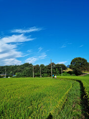 summer green rice field. 
Rural landscape.