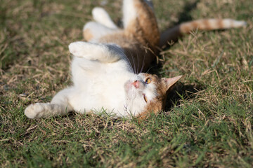 寝ころがる猫　茶トラ白