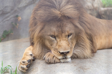 くつろぐライオン