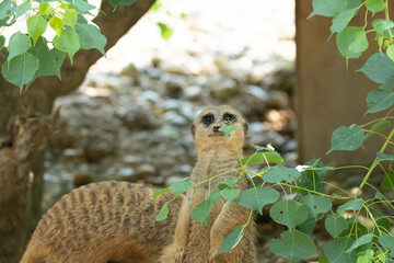 ミーアキャット