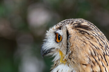 見つめるワシミミズク