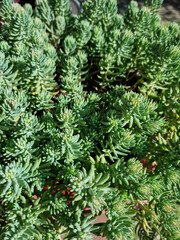 close up Sedum reflexum 'Blue Spruce'