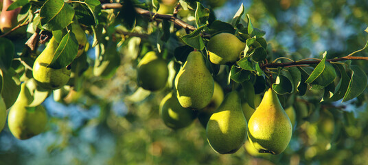 Pears grow on a tree in the garden. Selective focus.