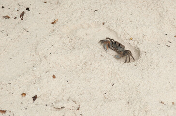 A crab on the beach is running on the white sand. Exotic animals in the resorts of tropical islands. The concept of a beach holiday in the tropics.