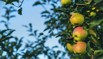 Apples grow on a tree in the garden. Selective focus.