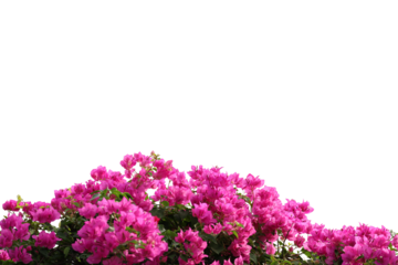 Realistic flowering plants foreground isolated