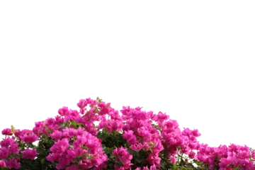 Fotobehang Realistic flowering plants foreground isolated © parinya