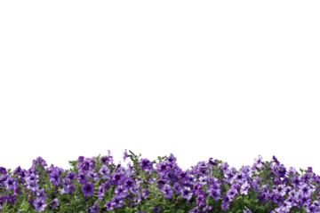 Realistic flowering plants foreground isolated