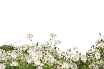 Realistic flowering plants foreground isolated