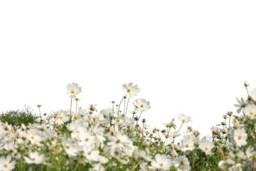Fotobehang Realistic flowering plants foreground isolated © parinya