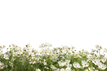 Realistic flowering plants foreground isolated