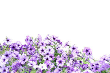 Fototapeta premium Realistic flowering plants foreground isolated