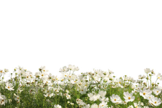 Realistic flowering plants foreground isolated