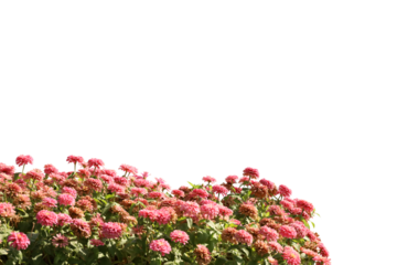 Realistic flowering plants foreground isolated