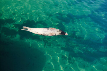 Grey Seal Halichoerus grypus