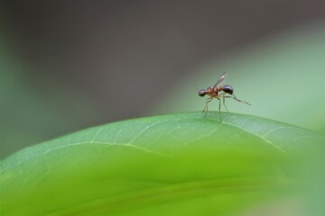 fly photos. The fly on the leaves. black fly.
