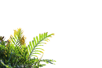 Tropical tree leaves foreground isolated