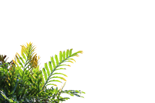 Tropical tree leaves foreground isolated