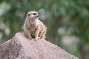 Naklejka na ściany i meble he meerkat, also called suricates or outdated Scharrtier, is a species of mammal from the mongoose family