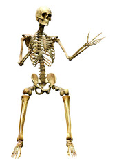 3D Rendering Human Skeleton on White