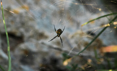 Spider on the web