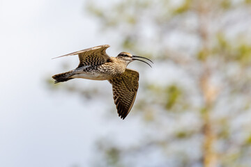 Whimbrel