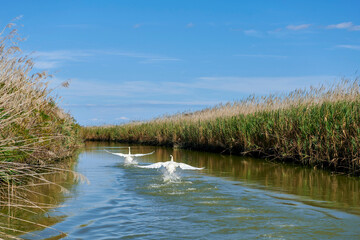 delta fiume po