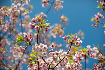 Pink cherry blossom in Japan