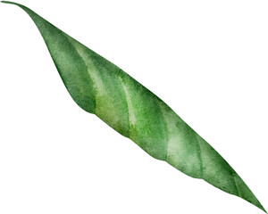 Hand drawn watercolor avocado leaf illustration