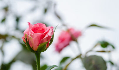 Yellow red roses bud. Yellow red roses bud, nature background