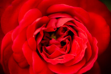 A blooming red rose. Red rose backround - beautiful flower closeup.