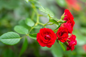 Blooming tiny red roses on a green surface.