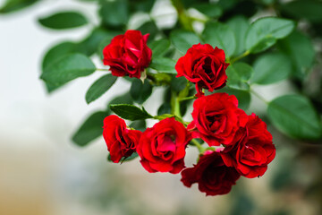 Blooming tiny red roses on a green surface.