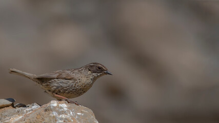 Radde`s Accentor is on the rock.
