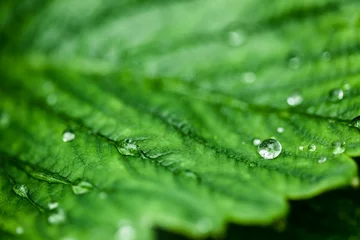 Foto op Aluminium Close-up of green leaf © vectorfusionart