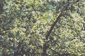 Low angle view of flowering tree