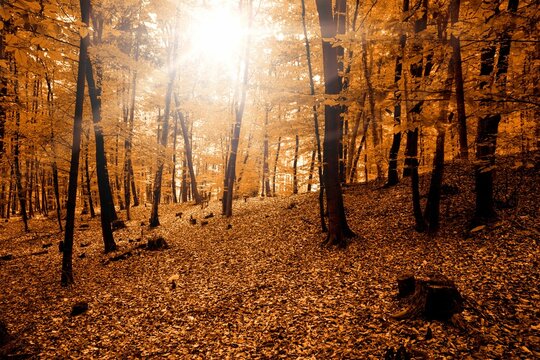 Fototapeta Autumnal forest