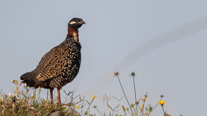 Black Francolin is up the hill.