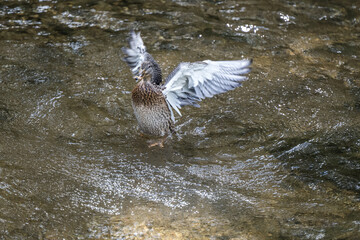 Ente schlägt im Wasser mit Flügeln