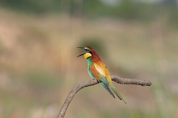 The European Bee-eater is on the branch.