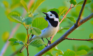 woodpecker on branch